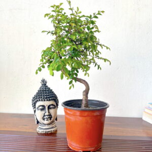 chinese elm bonsai tree in plastic pot informal curved bonsai tree