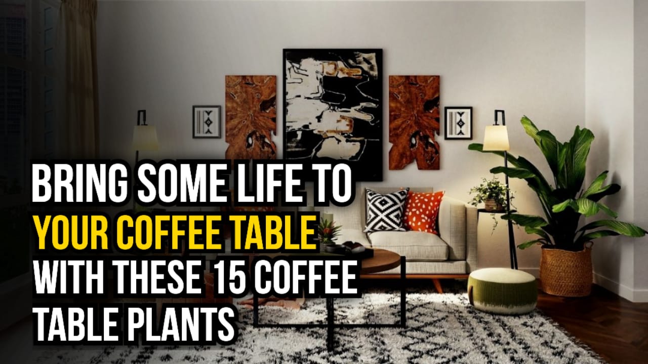 coffee table plants