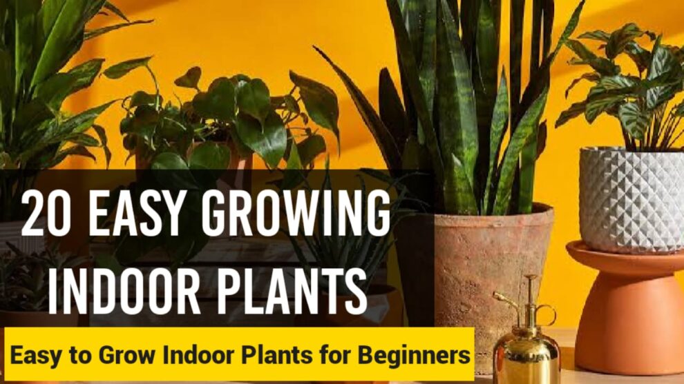 Indoor Plant Leaves Turning Yellow: Why And How To Save