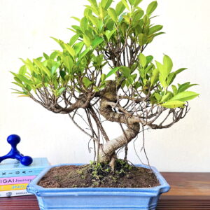 ficus plant bonsai aerial root in blue ceramic bonsai pot