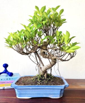 ficus plant bonsai aerial root in blue ceramic bonsai pot