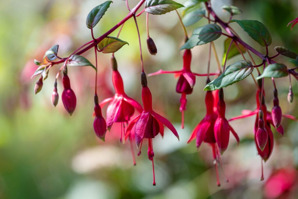 fuchsia plant