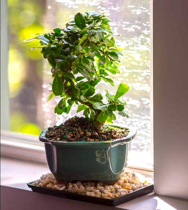 humidity tray for bonsai tree