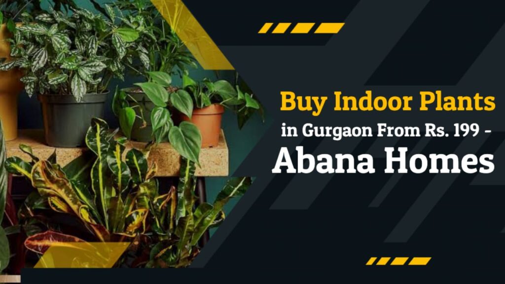 indoor plants gurgaon