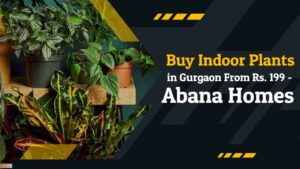 indoor plants gurgaon