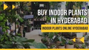 indoor plants in Hyderabad