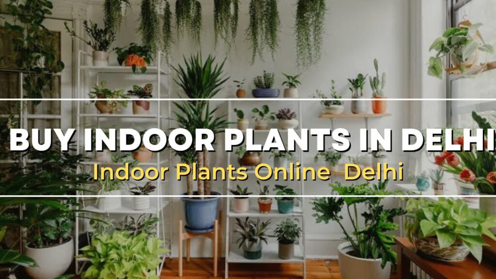 indoor plants in delhi