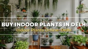 indoor plants in delhi