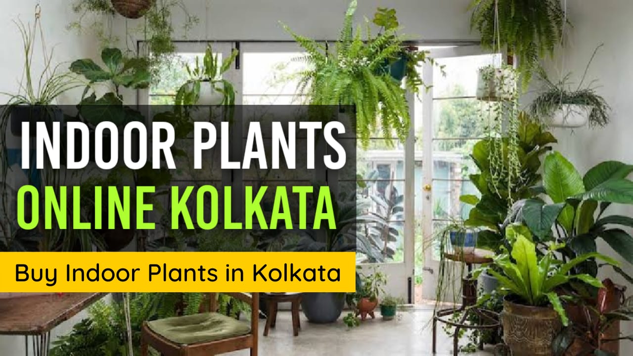 indoor plants in kolkata