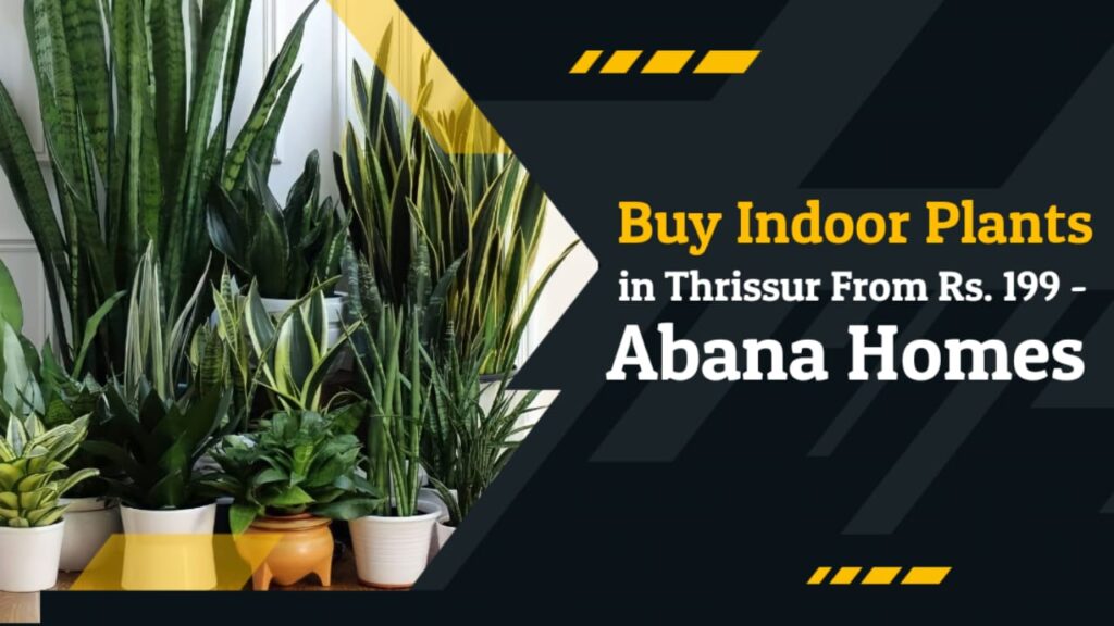 indoor plants in thrissur