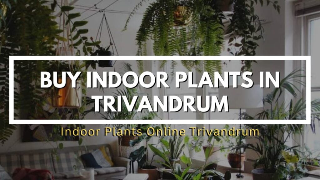 indoor plants in trivandrum