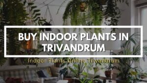 indoor plants in trivandrum