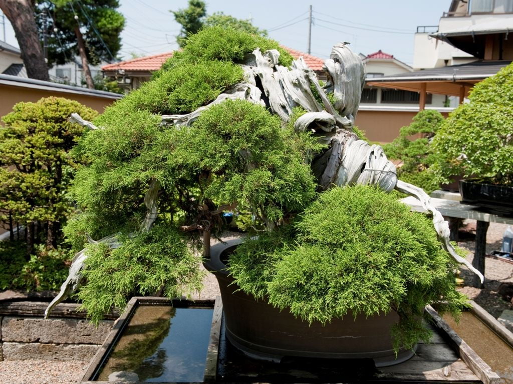 1,000 year old Bonsai Tree