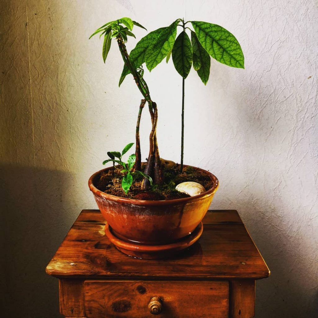 Avocado Bonsai Tree-8