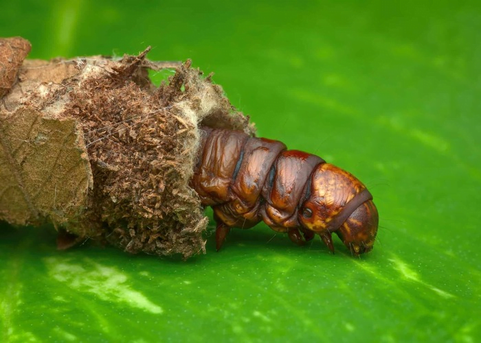 Bagworm