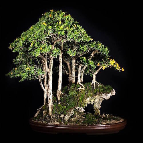 Buxifolio Bonsai forest