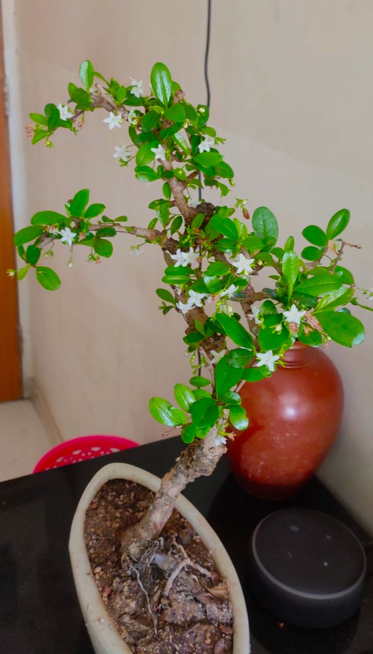 carmona flowering bonsai by bhavita patel owner flowering bonsai plants