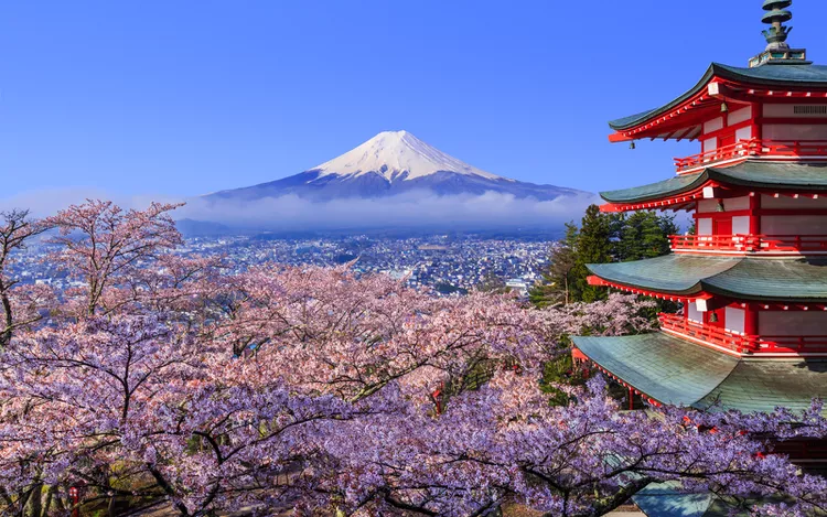 Cherry Blossom Festival Japan