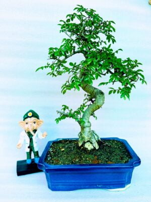 Chinese Elm Tree Bonsai in Blue Ceramic Pot