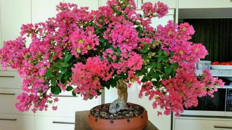 Crepe Myrtle Bonsai Images