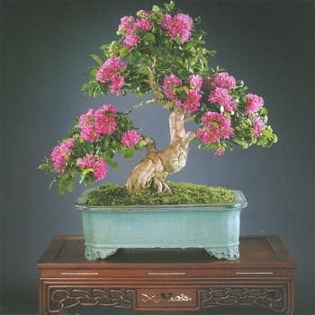 Crepe Myrtle Bonsai Images