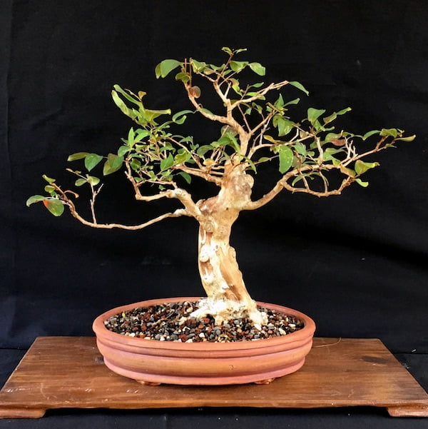 Crepe Myrtle Bonsai Images