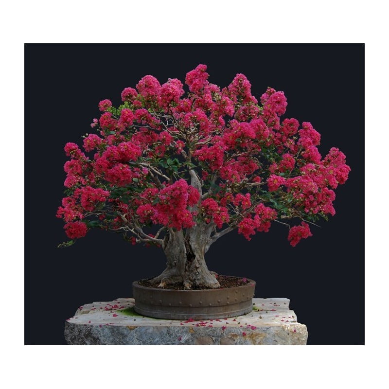 Crepe Myrtle Bonsai Images