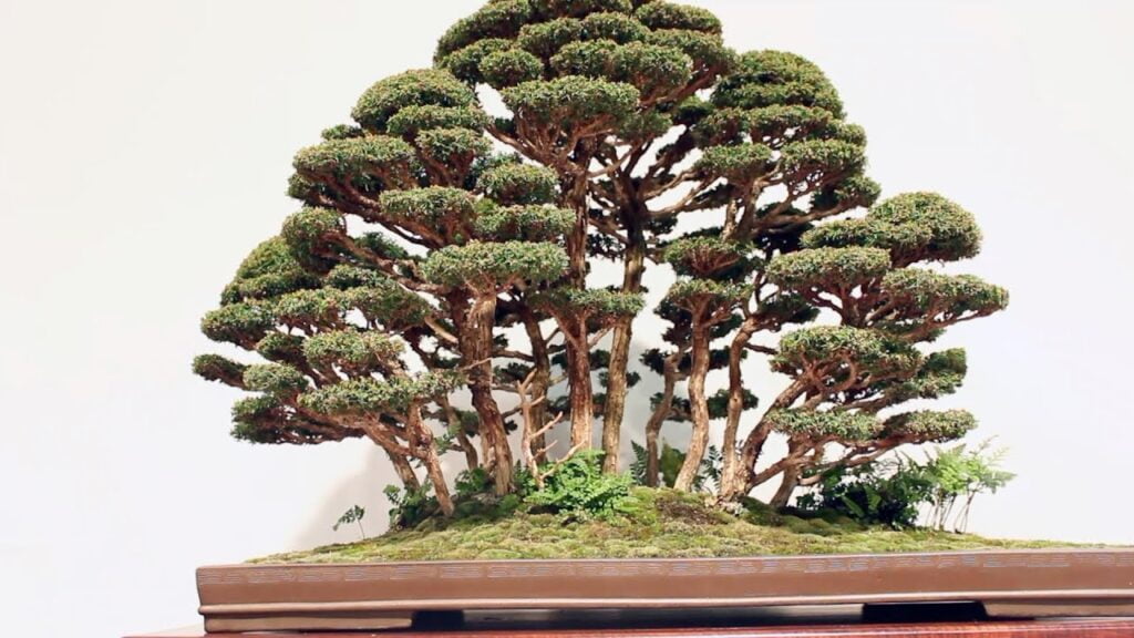 Forest Bonsai