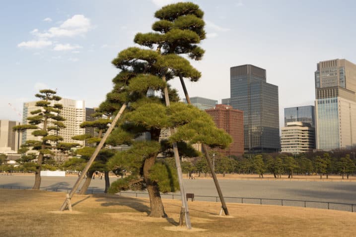 Giant Bonsai at Tokyo’s Imperial Palace