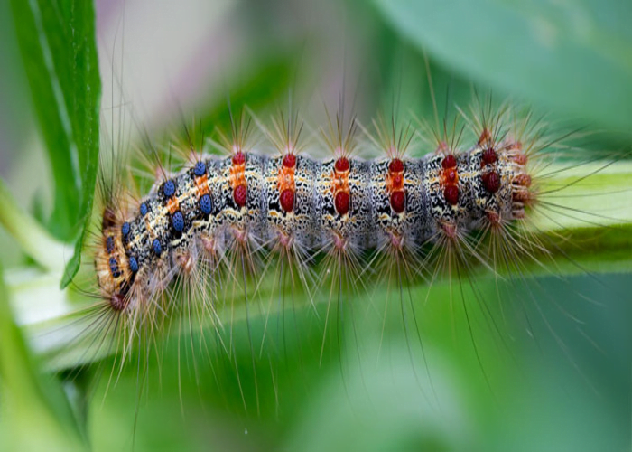 Gypsy Moth