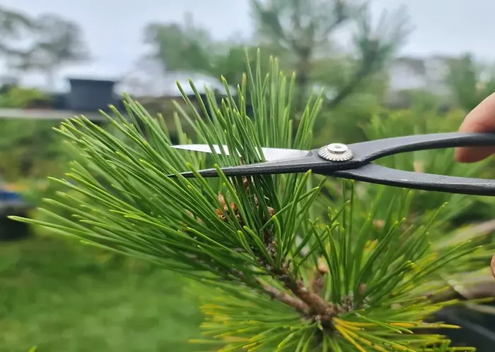 How to Prune Japanese Black Pine Bonsai