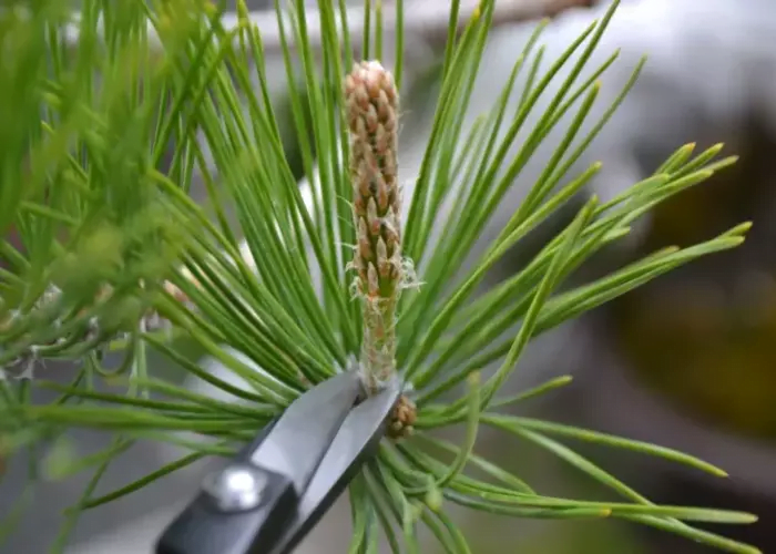 How to Prune Mugo Pine Bonsai