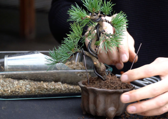 How to Wire a Japanese Black Pine Bonsai