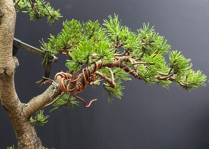 How to Wire a Mugo Pine Bonsai