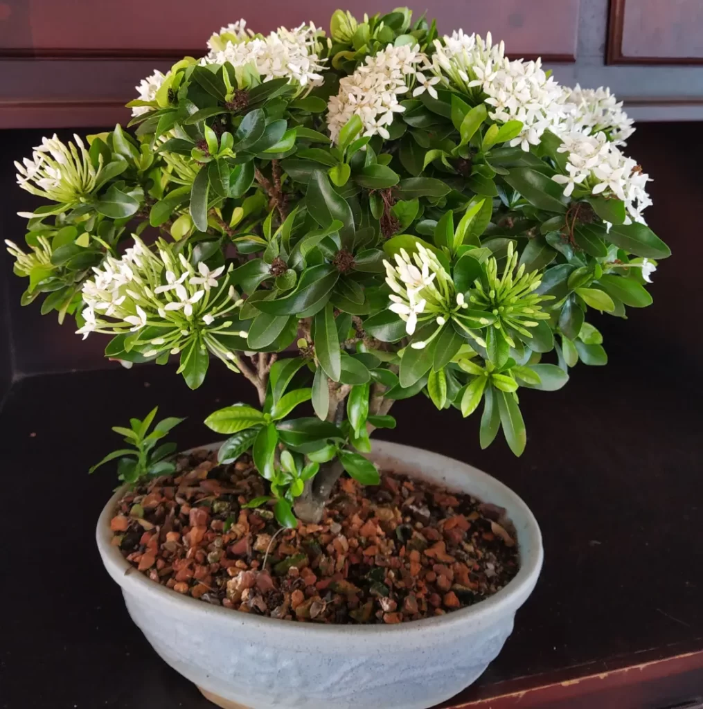 Ixora bonsai