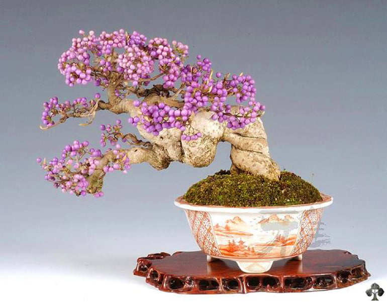 Japanese Beautyberry Bonsai