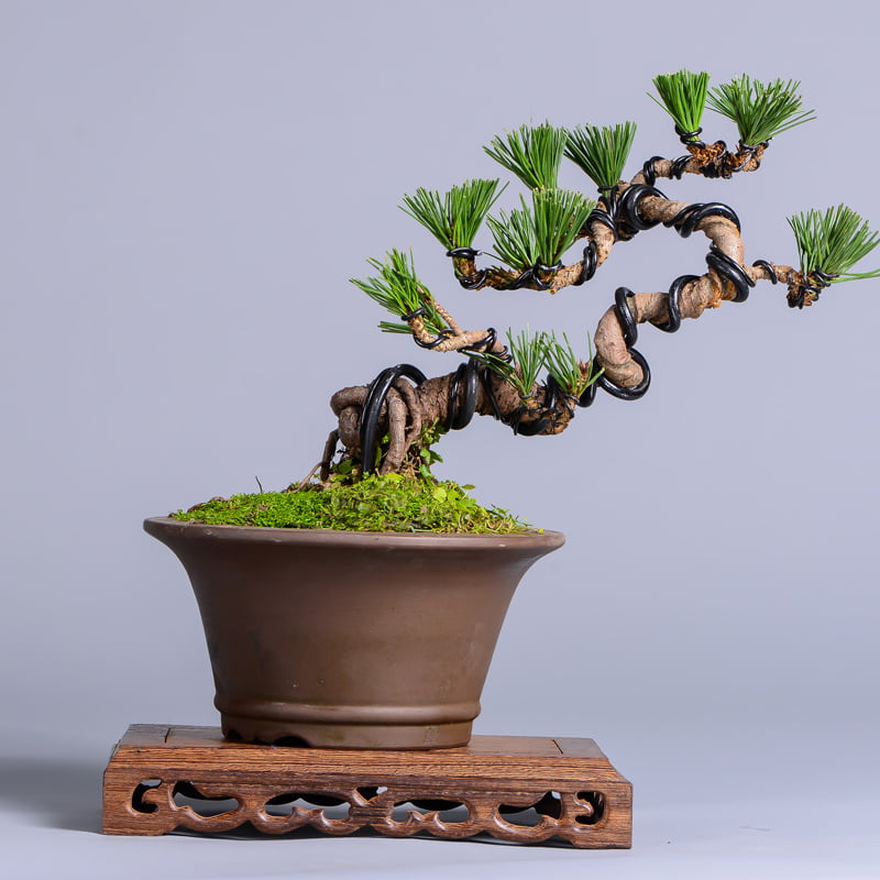 Japanese Black Pine Bonsai Images -2