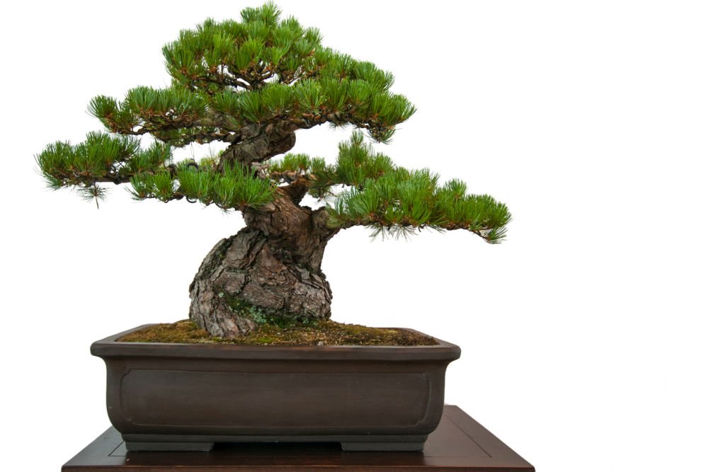 Japanese Black Pine Bonsai Images -3