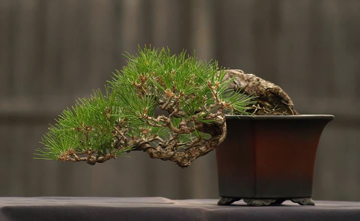 Japanese Black Pine Bonsai Images-4