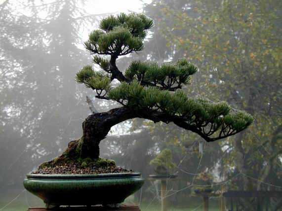 Japanese Black Pine Bonsai Images-5