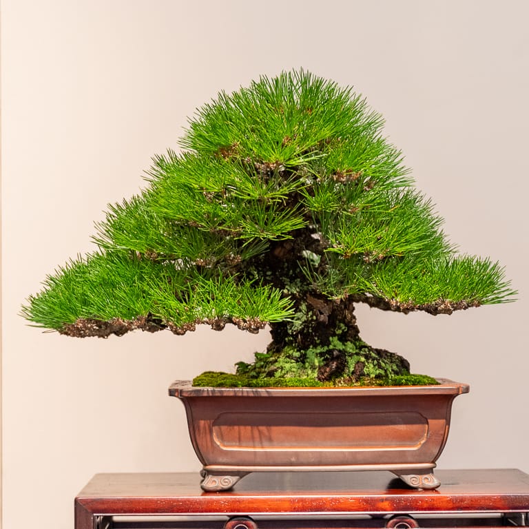 Japanese Black Pine Bonsai Images-6