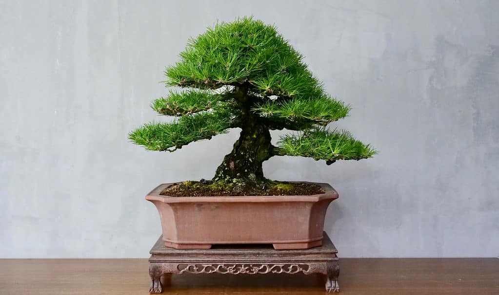 Japanese Black Pine Bonsai Images-1