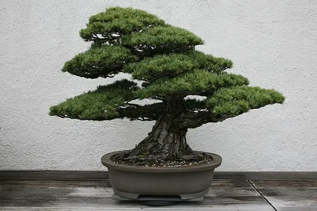 Japanese White Pine Bonsai Images