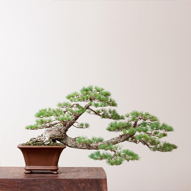 Japanese White Pine Bonsai Images