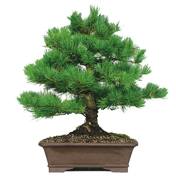 Japanese White Pine Bonsai Images