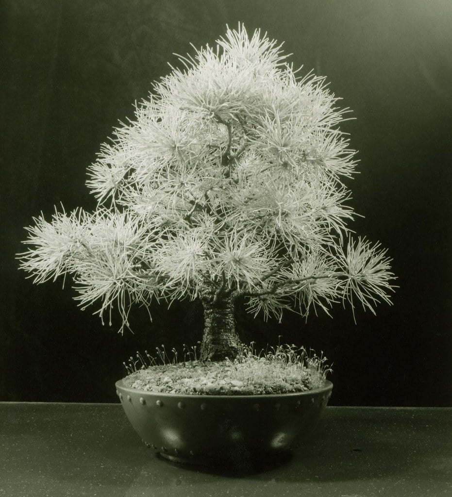 Japanese White Pine Bonsai Images