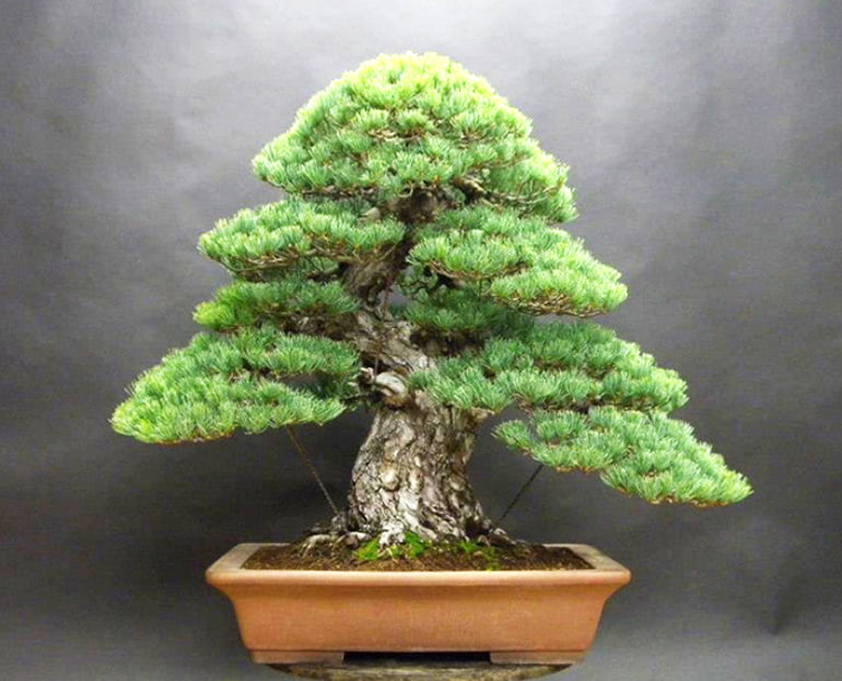 Japanese White Pine Bonsai Images