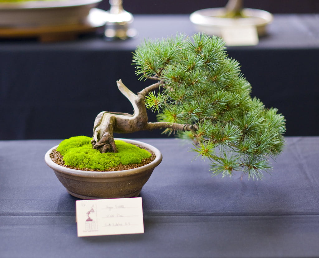 Japanese White Pine Bonsai Images