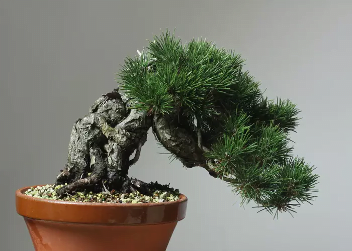 Japanese Black Pine Bonsai