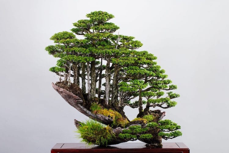 Kimura’s famous bonsai forest